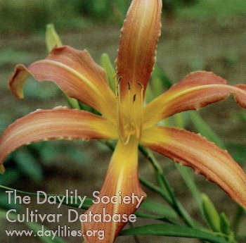 Daylily Coral Spider